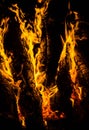 bright orange languages of a fire on wooden logs at night. wood on fire. bonfire at night. campfire. beautiful flame on black back Royalty Free Stock Photo