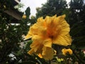 Bright orange large hibiscus flower on green leaves and stalk. Royalty Free Stock Photo