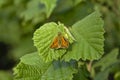 Bright orange large skipper on green leaf (Ochlodes sylvanus)