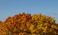 Bright orange leaves of autumn tree on blue sky background Royalty Free Stock Photo
