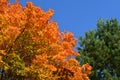 Bright orange leaves of maple tree and green needles of pine on the background of blue sky. Beautiful autumn view Royalty Free Stock Photo