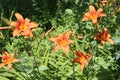 Bright orange lilies bloom in the garden in summer Royalty Free Stock Photo