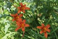 Bright orange lilies bloom in the garden in summer Royalty Free Stock Photo