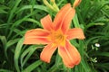 Bright orange lilies bloom on a summer day  in the garden Royalty Free Stock Photo