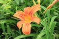 Bright orange lilies bloom on a summer day  in the garden Royalty Free Stock Photo