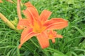 Bright orange lilies bloom on a summer day  in the garden Royalty Free Stock Photo