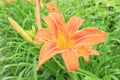 Bright orange lilies bloom on a summer day  in the garden Royalty Free Stock Photo