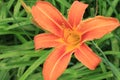 Bright orange lilies bloom on a summer day  in the garden Royalty Free Stock Photo