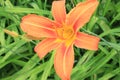 Bright orange lilies bloom on a summer day  in the garden Royalty Free Stock Photo
