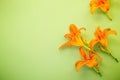 Bright orange lilies on green background from above Royalty Free Stock Photo