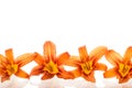 Bright orange lilies isolated on pure white background Royalty Free Stock Photo