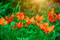 Bright orange lilly flower on green leaves in the garden in spring and summer. Royalty Free Stock Photo