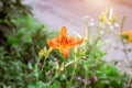 Bright orange lilly flowers on green leaves in the garden in spring and summer. Royalty Free Stock Photo