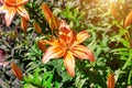 Bright orange lily flower on green leaves in the garden in spring and summer. Royalty Free Stock Photo