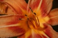 Bright orange lily flower with pistil, stamen and petals soft focused macro shot Royalty Free Stock Photo