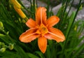 Bright orange lily flowers in the sunny garden. Lilium bulbiferum, common names orange lily,[2] fire lily and tiger lily, is a Royalty Free Stock Photo