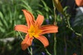 Bright orange lily flowers in the sunny garden Royalty Free Stock Photo