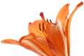 Bright orange lily whole flower, stamens with pollen and pestle isolated on white background Royalty Free Stock Photo