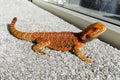 Bright orange lizard-bearded Agama Royalty Free Stock Photo