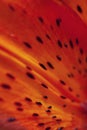 Bright orange macro lily flower petal with dots Royalty Free Stock Photo