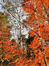 Bright orange  maple, green  birches, blue sky in october wood Royalty Free Stock Photo