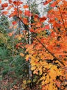 Bright orange maple, green birches, pines in october wood