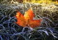 Bright orange maple leaf lying on the grass covered with cold fr Royalty Free Stock Photo