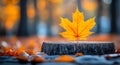 Bright orange maple leaf on tree stump Royalty Free Stock Photo