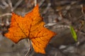 Bright orange Maple leaf turning color during onset of fall. Royalty Free Stock Photo