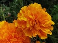 bright orange marigold blooms in closeup