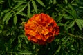 Bright orange marigold flower Royalty Free Stock Photo