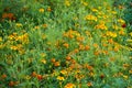 Bright orange marigold flowers closeup. Blackbringer flowerbed Royalty Free Stock Photo