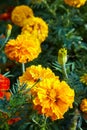 Bright orange marigold flowers closeup. Blackbringer flowerbed Royalty Free Stock Photo