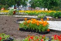 Bright orange marigolds in plastic pots Royalty Free Stock Photo