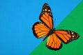 Bright orange monarch butterfly on green and blue. colorful butterfly on green and blue cardboard. Royalty Free Stock Photo