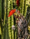 A bright orange Monarch Butterfly on a dead cactus flower. Royalty Free Stock Photo
