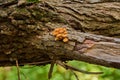 Bright orange mushrooms on a tree trunk. Royalty Free Stock Photo