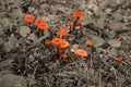Bright Orange Mushrooms with Colorpop Royalty Free Stock Photo