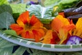 Bright orange nasturtium edible flowers grown on an allotment in north London UK.