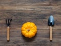 Bright orange organic pumpkin with trowel and cultivator on dark wooden table background