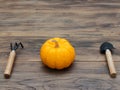 Bright orange organic pumpkin with trowel and cultivator on dark wooden table background