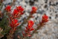 Bright Orange Paintbrush Flowers Bloom in the Granite of Yosemite