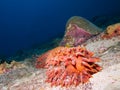 Bright orange pineapple sea cucumber Royalty Free Stock Photo