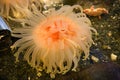 Bright Orange Pink Anemone Royalty Free Stock Photo