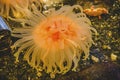 Bright Orange Pink Anemone Royalty Free Stock Photo