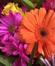 Bright orange and pink daisies Royalty Free Stock Photo