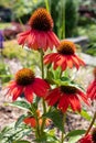 Bright orange and pink flowers in the garden Royalty Free Stock Photo