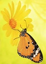Bright orange plain tiger butterfly, Danaus chrysippus, on a marigold flower on yellow blured background. Royalty Free Stock Photo