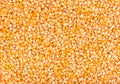 Bright orange popcorn seeds