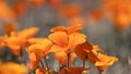 Bright orange Poppy flowers close up shot Royalty Free Stock Photo